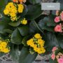 Calandiva – 6″ Pot